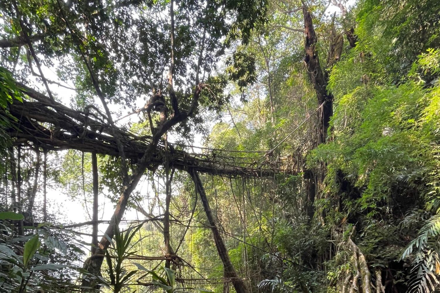 Mawkyrnot Living Root bridge