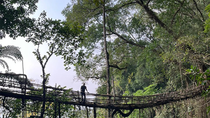 Living Root Bridge of Meghalaya