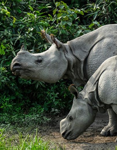 Rhino at Kaziranga National Park Assam
