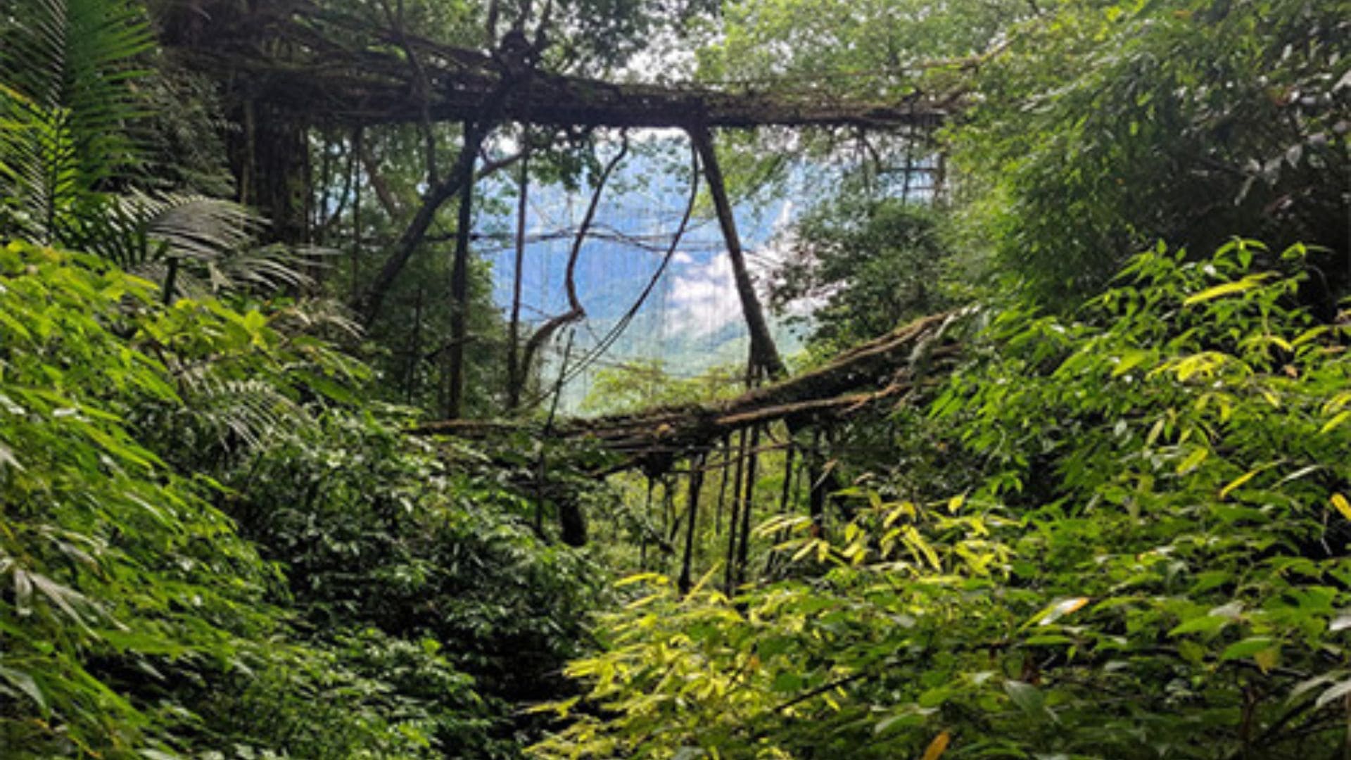 Meghalaya Living Root Bridge