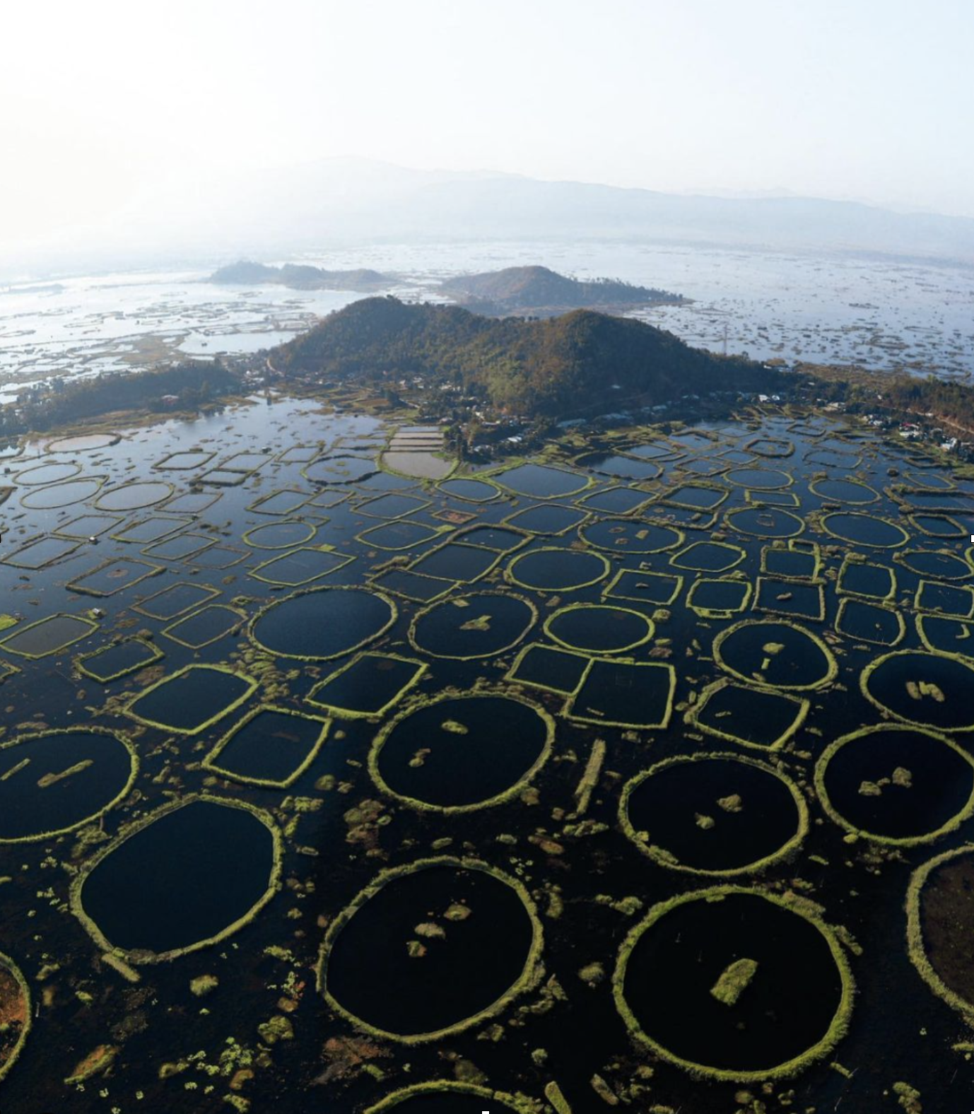 Phumdis create the world's only floating national park ecosystem in Manipur