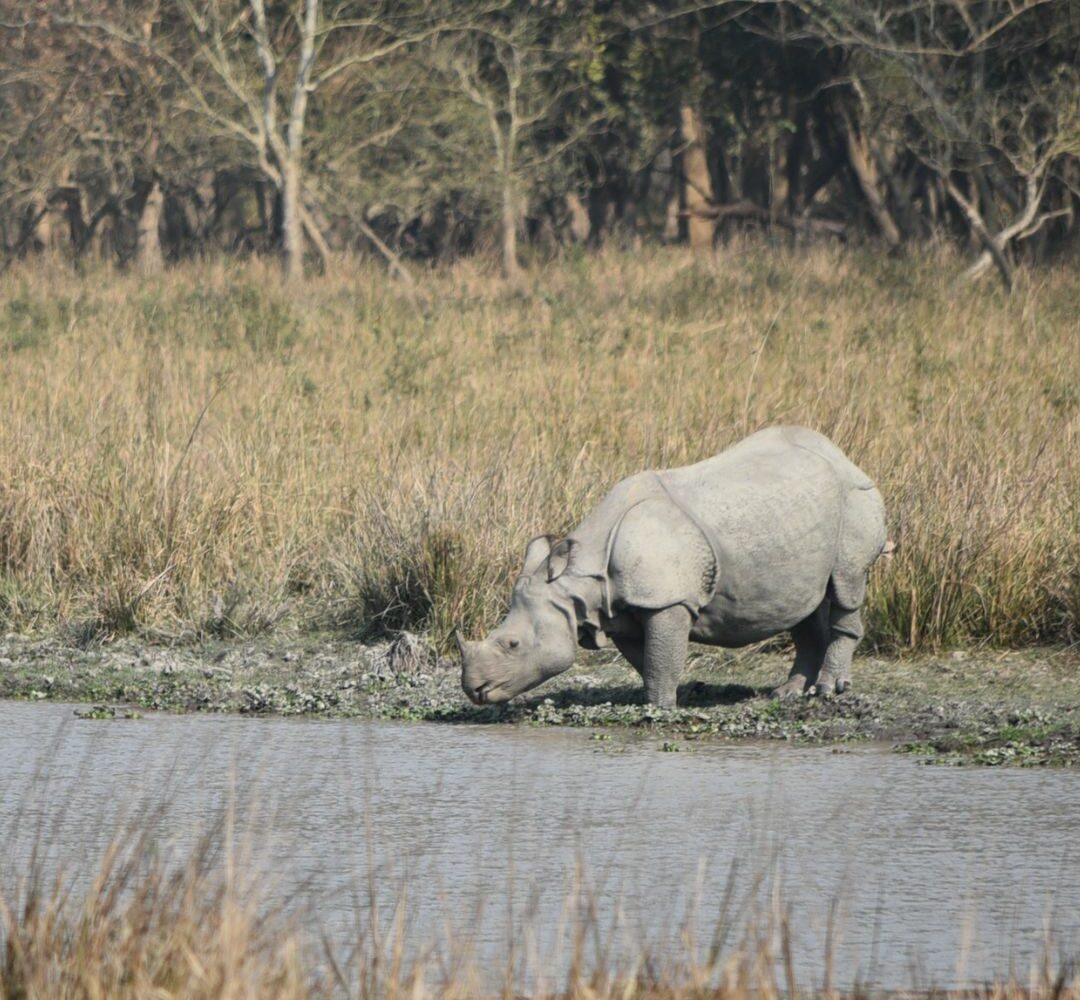 One Horned Rhino in Kaziranga National Park