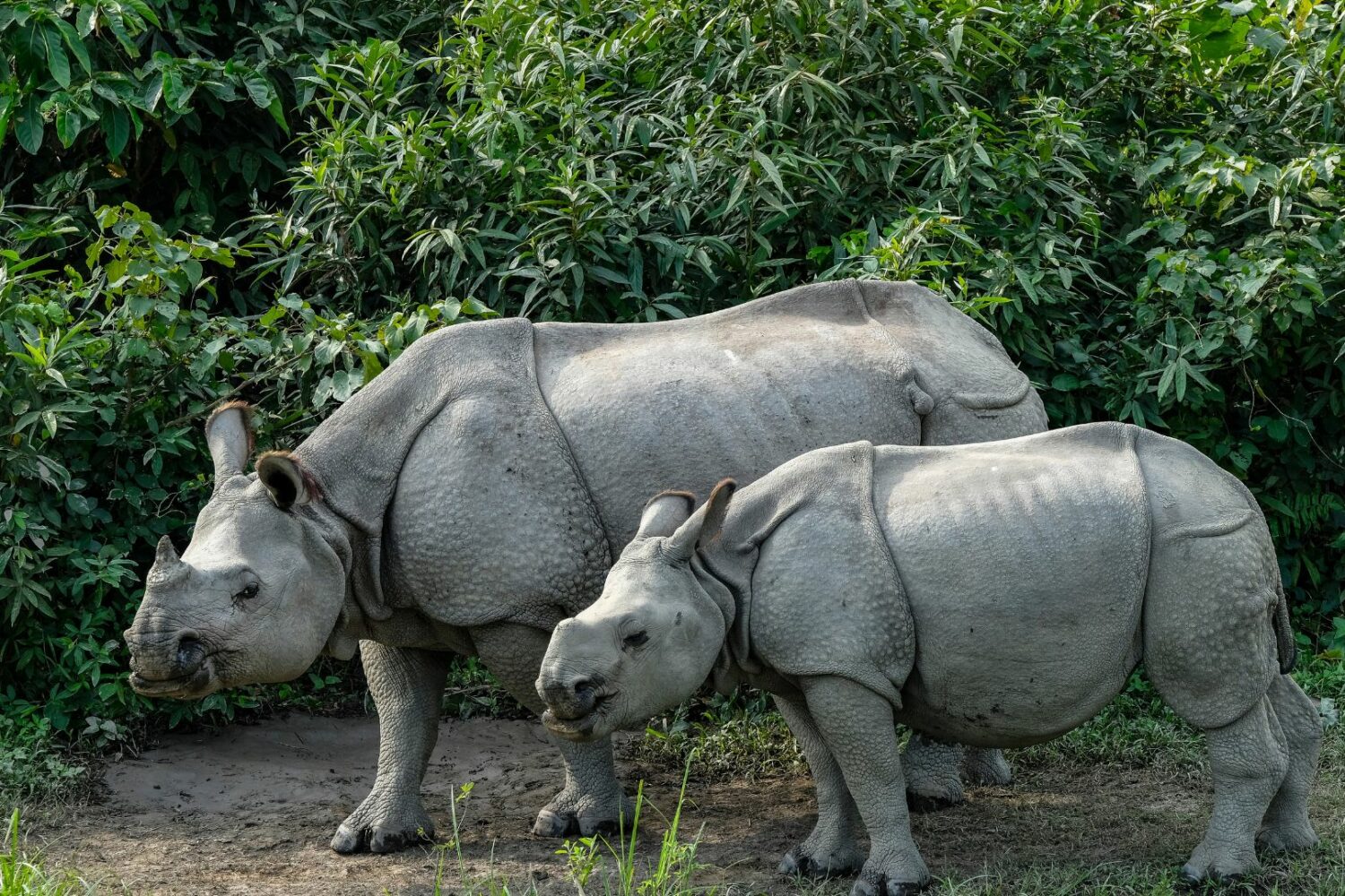 One horned rhino in Kaziranga National Park