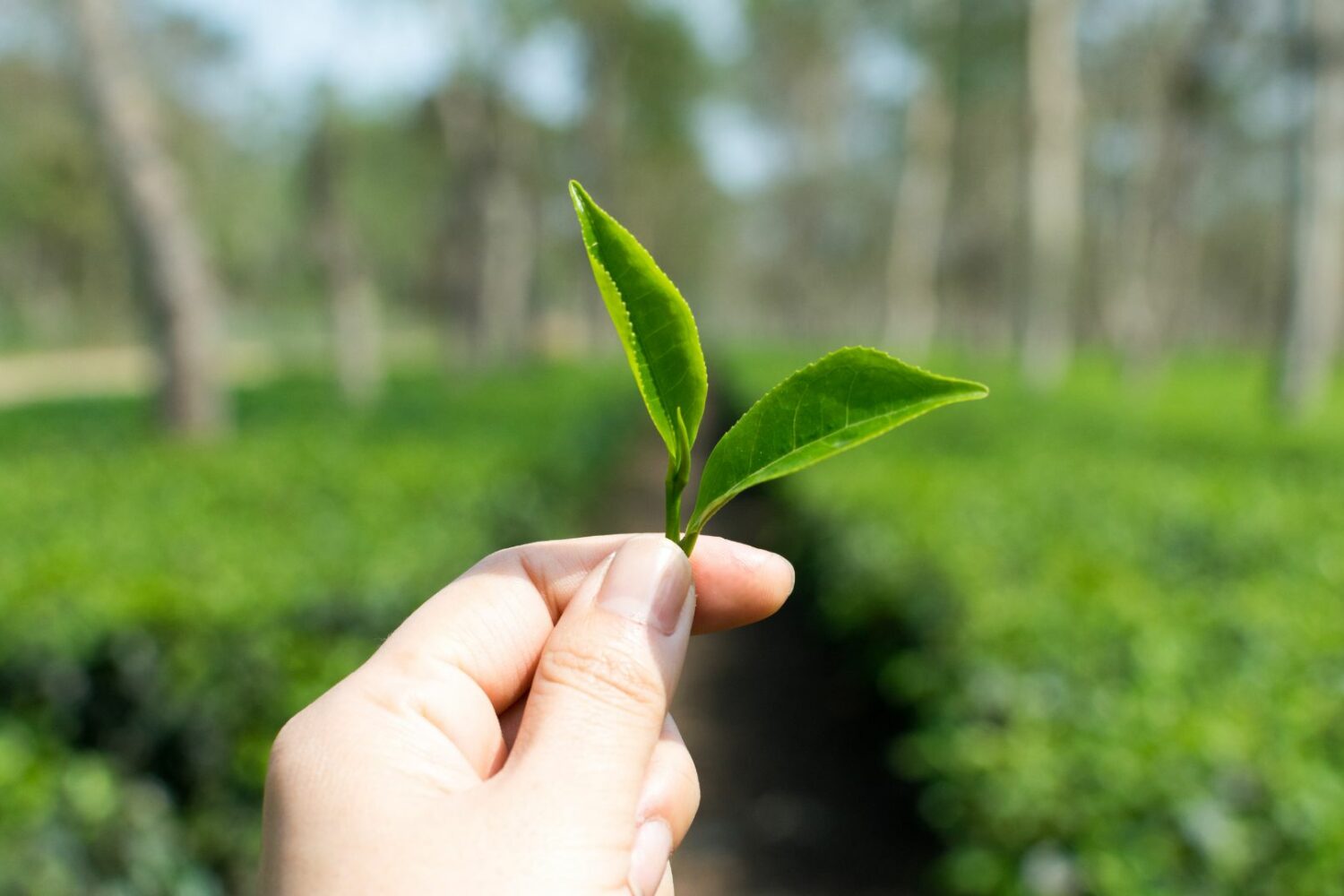 Tea leaf in Jorhat Assam