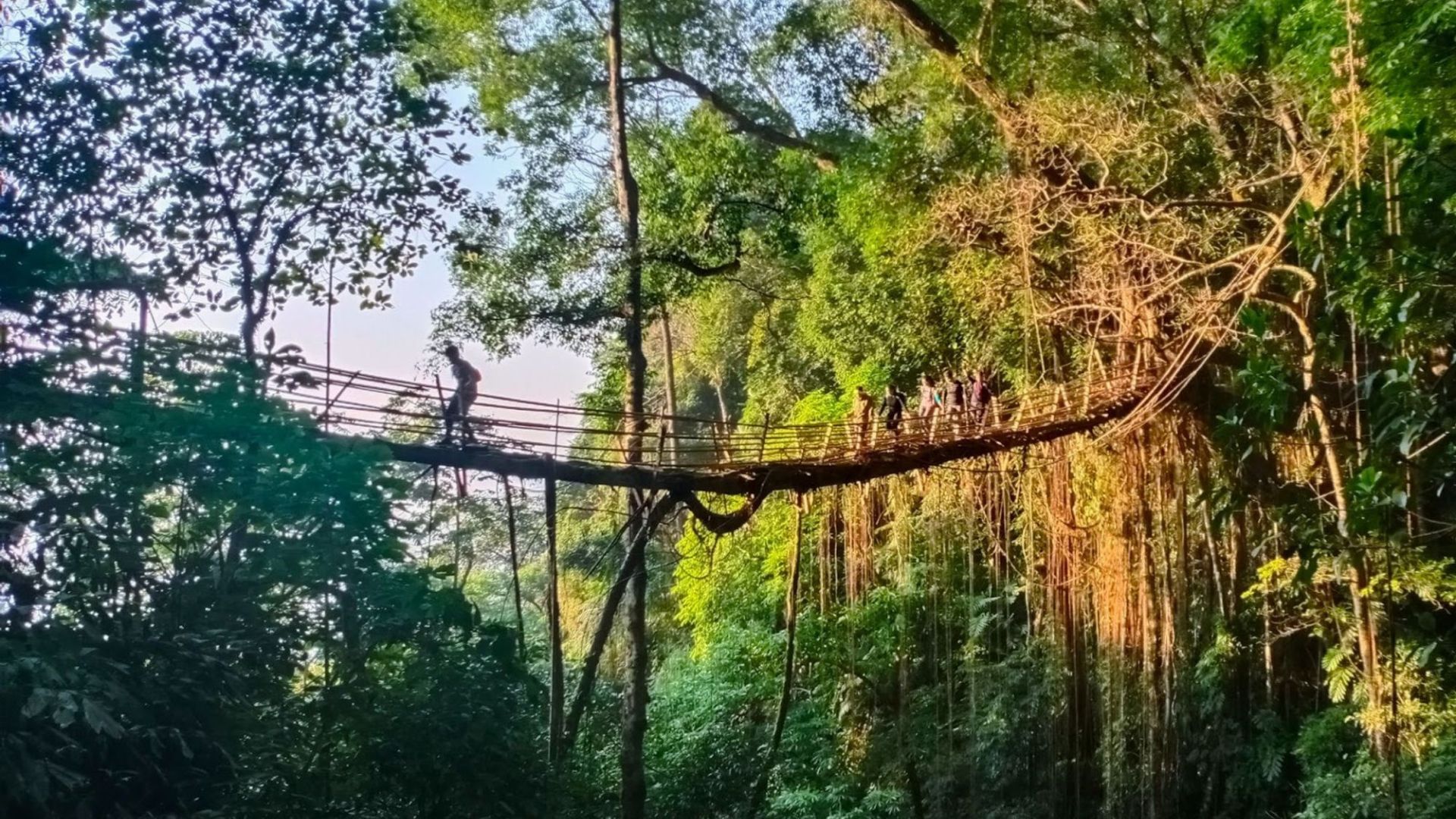Dive into the fascinating story of the living root bridges, unique examples of bio-engineering created by the Khasi and Jaintia people of Meghalaya.