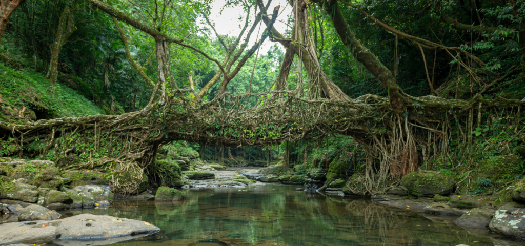 Single-level living root bridge in Riwai - Mawlynnong