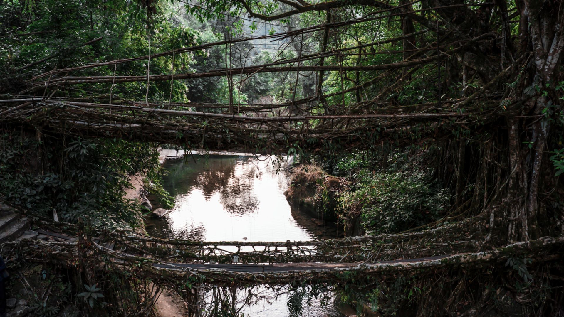 The Living Root Bridge