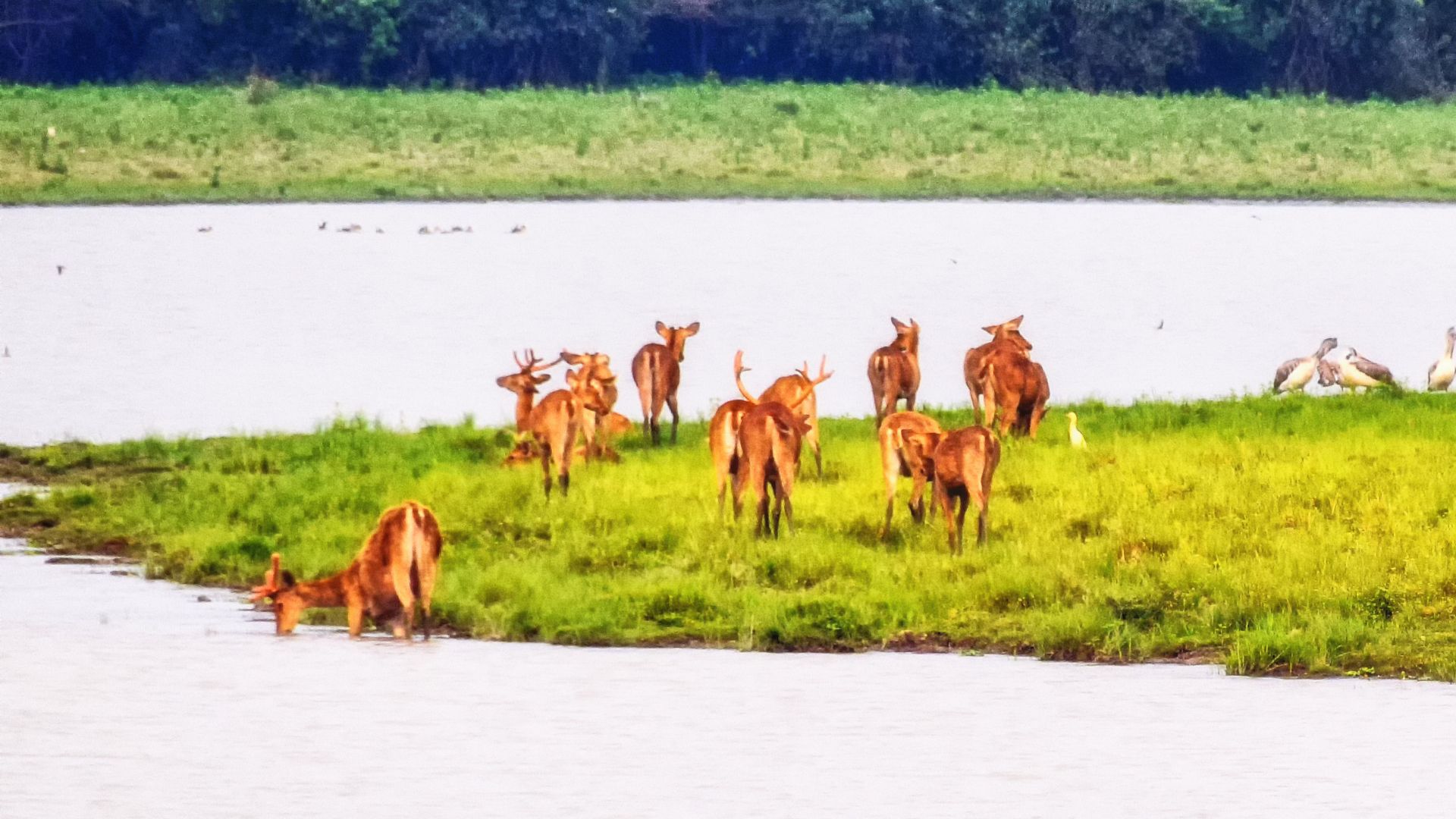 Encounter the Majestic Asiatic Swamp Deer on Your Kaziranga Safari