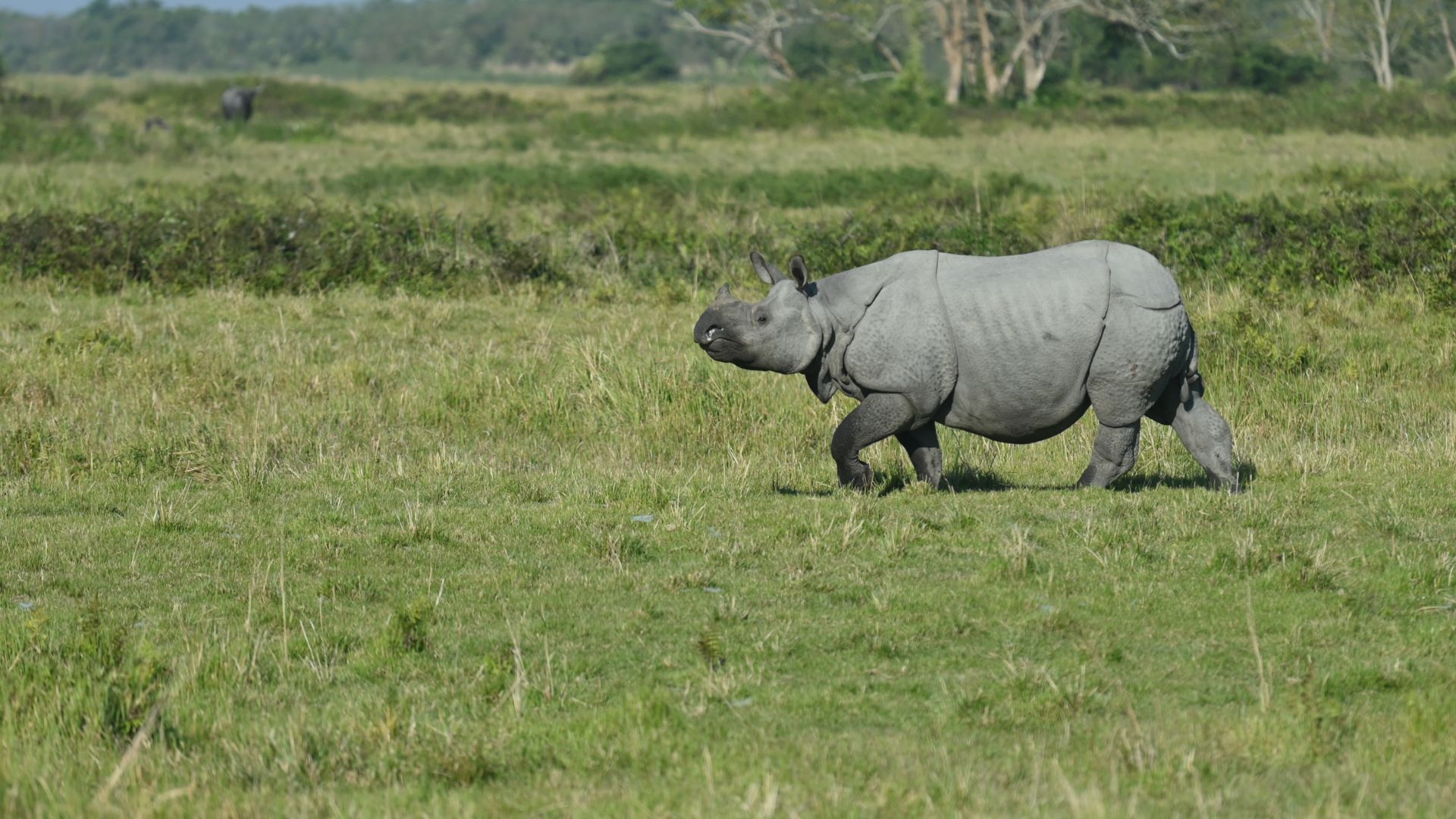 Experience the Magic of Kaziranga's One-Horned Rhinoceros on Your Safari Adventure