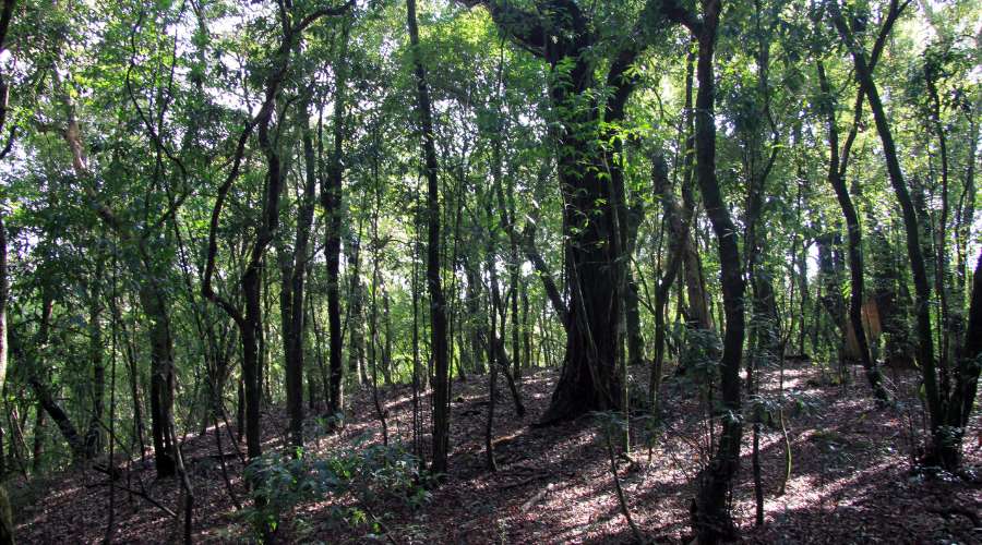 Mawphlang Sacred Grove - A sacred forest of the Khasi community