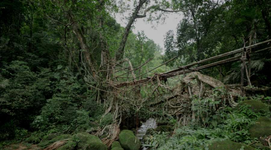 Um-munoi- Living Root Bridge Meghalaya is an upcoming double decker root bridge which is currently under construction