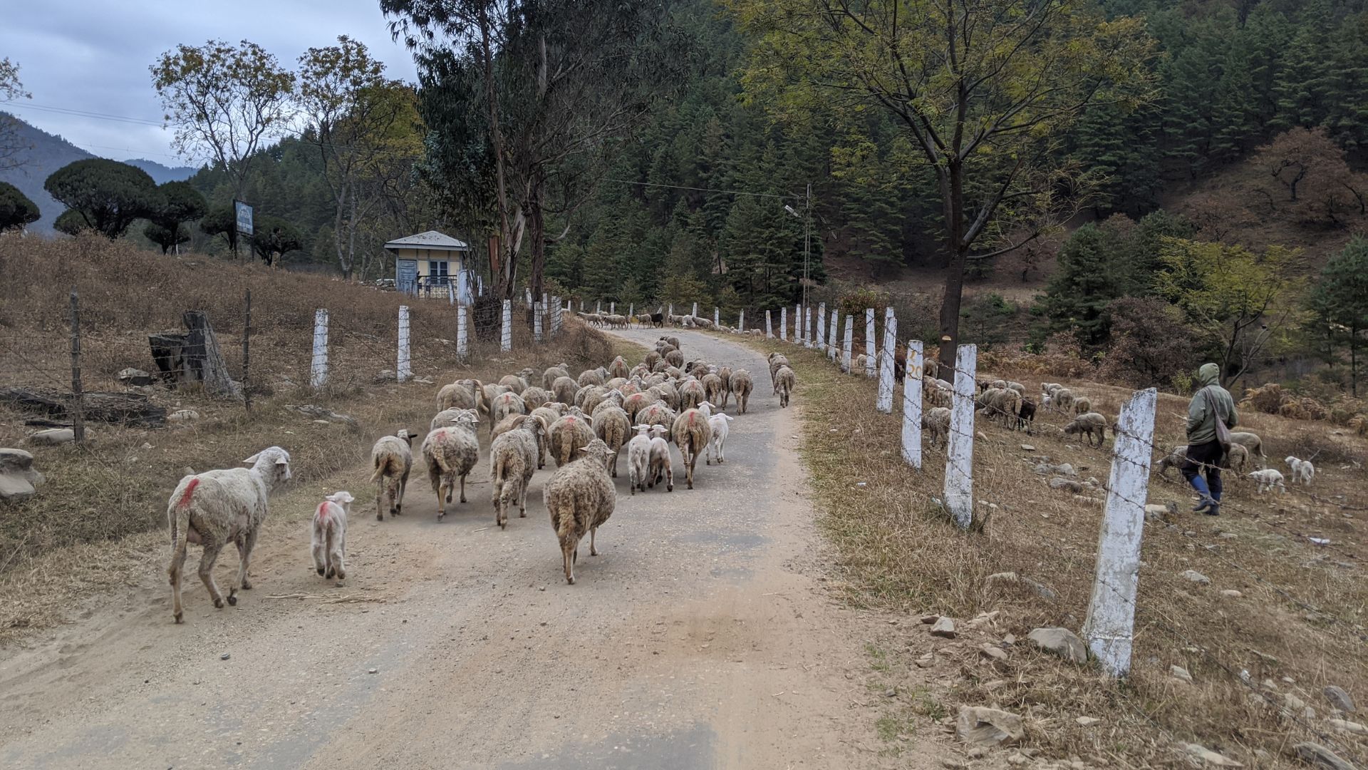 Sheep in Sangti