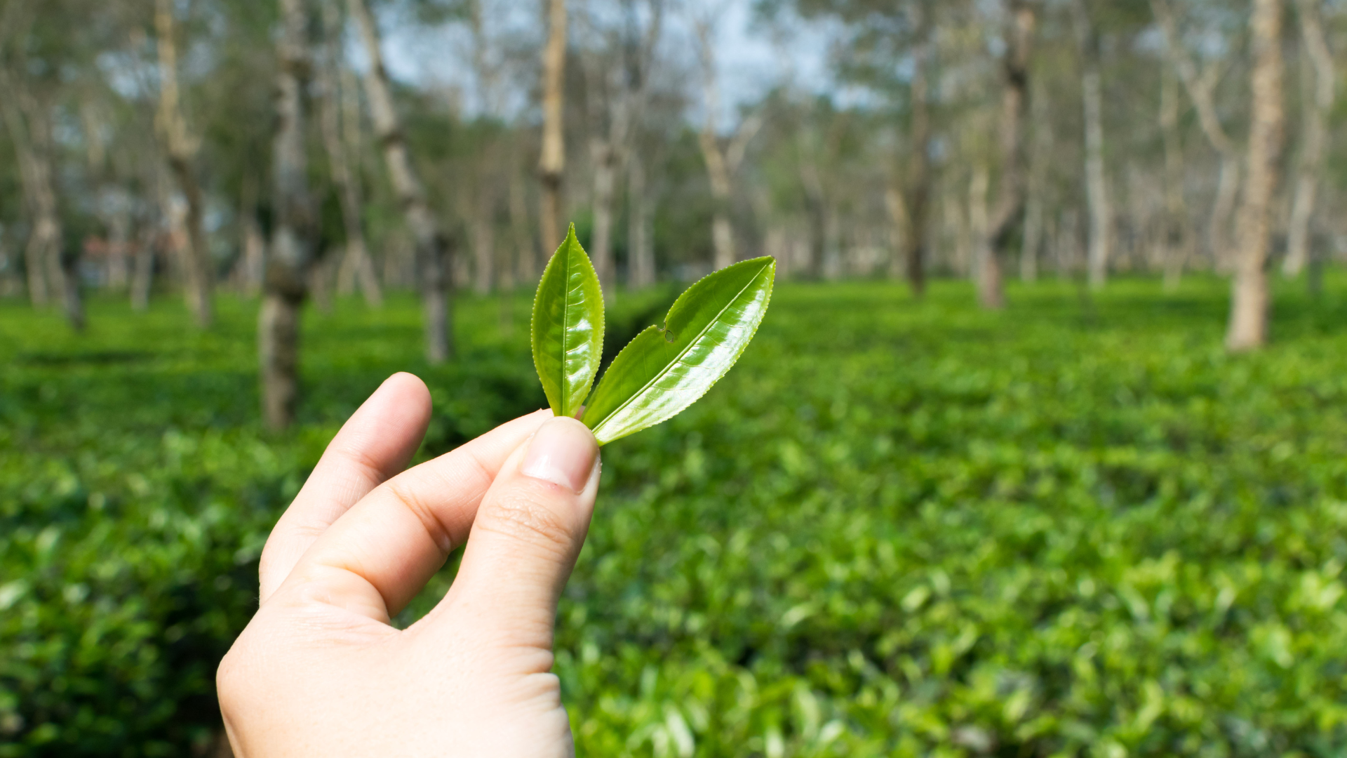 Assam Tea Perfection: Brewing Guide & Tips