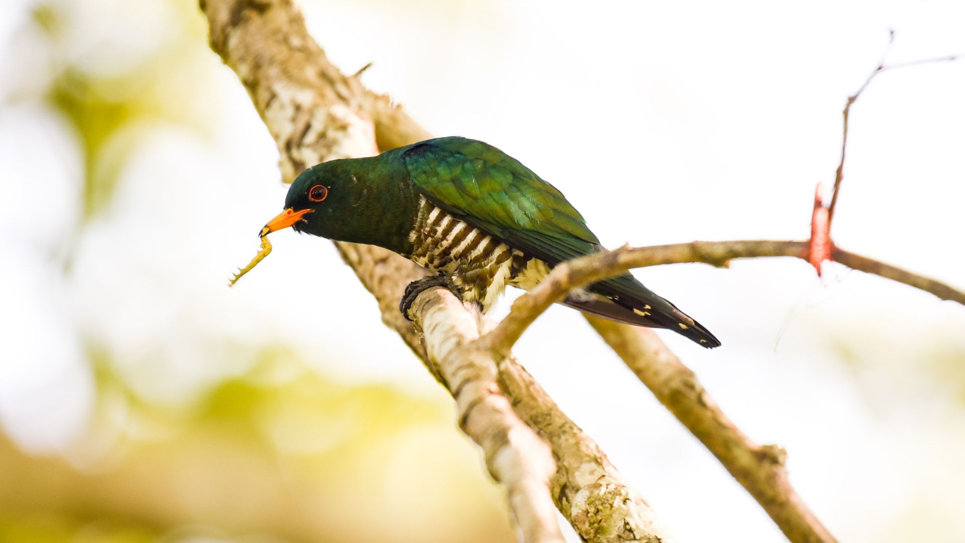Birds In Nameri National Park