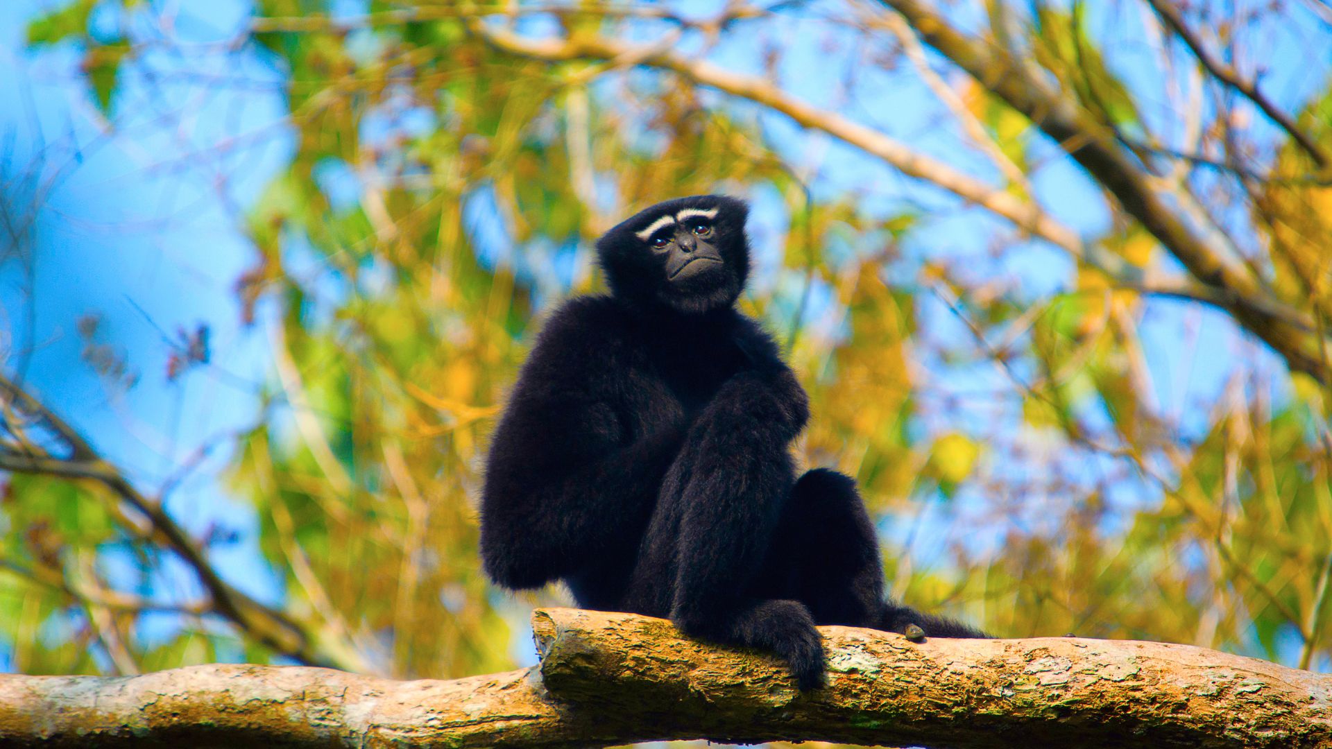 Hollongapar Gibbon Wildlife Sanctuary