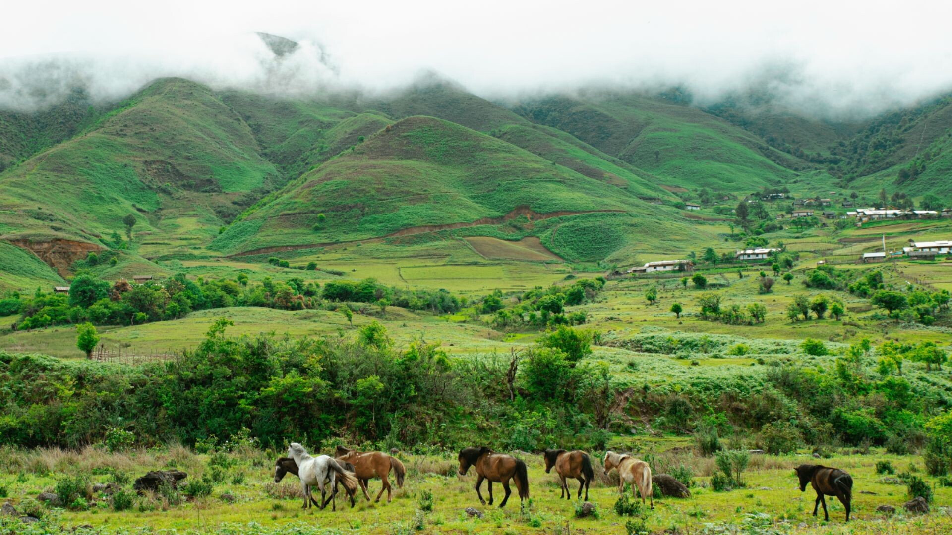 Horse grazing in Mechuka valley meadow