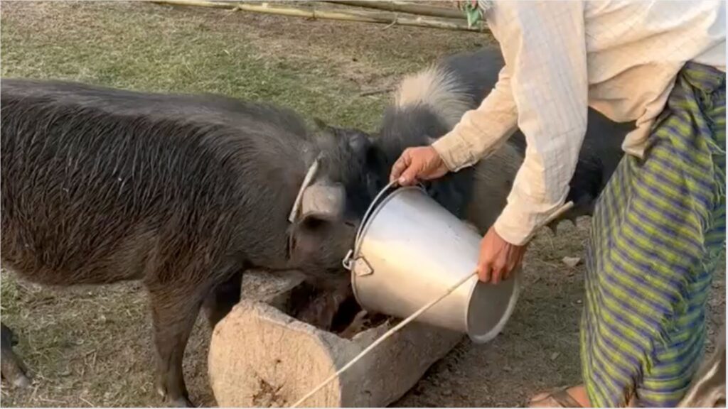 Villager feeding black pigs from a metal bucket in rural Assam.