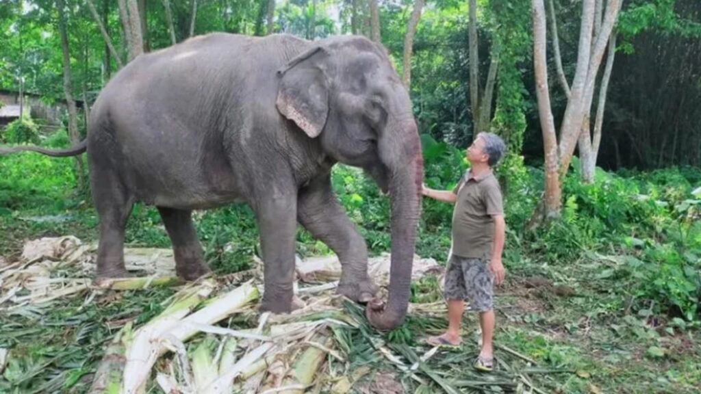 Elderly man gently touching a domesticated elephant in the forest.