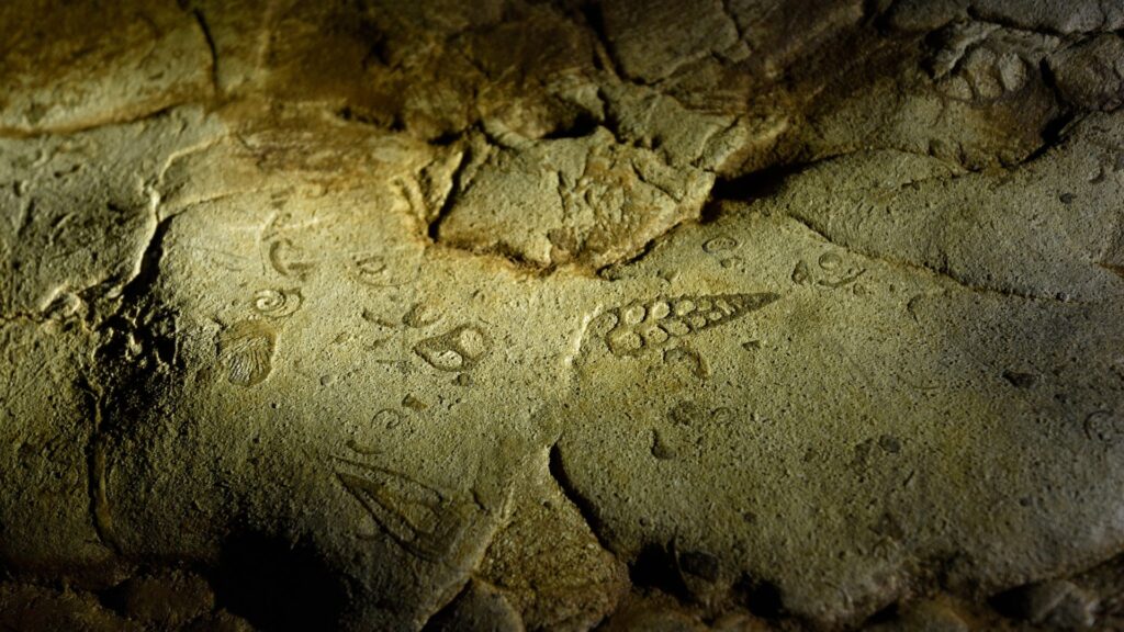 Fossilised shells in limestone wall