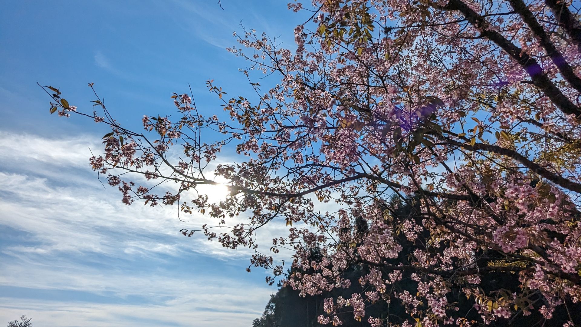 Cherry blossom shillong