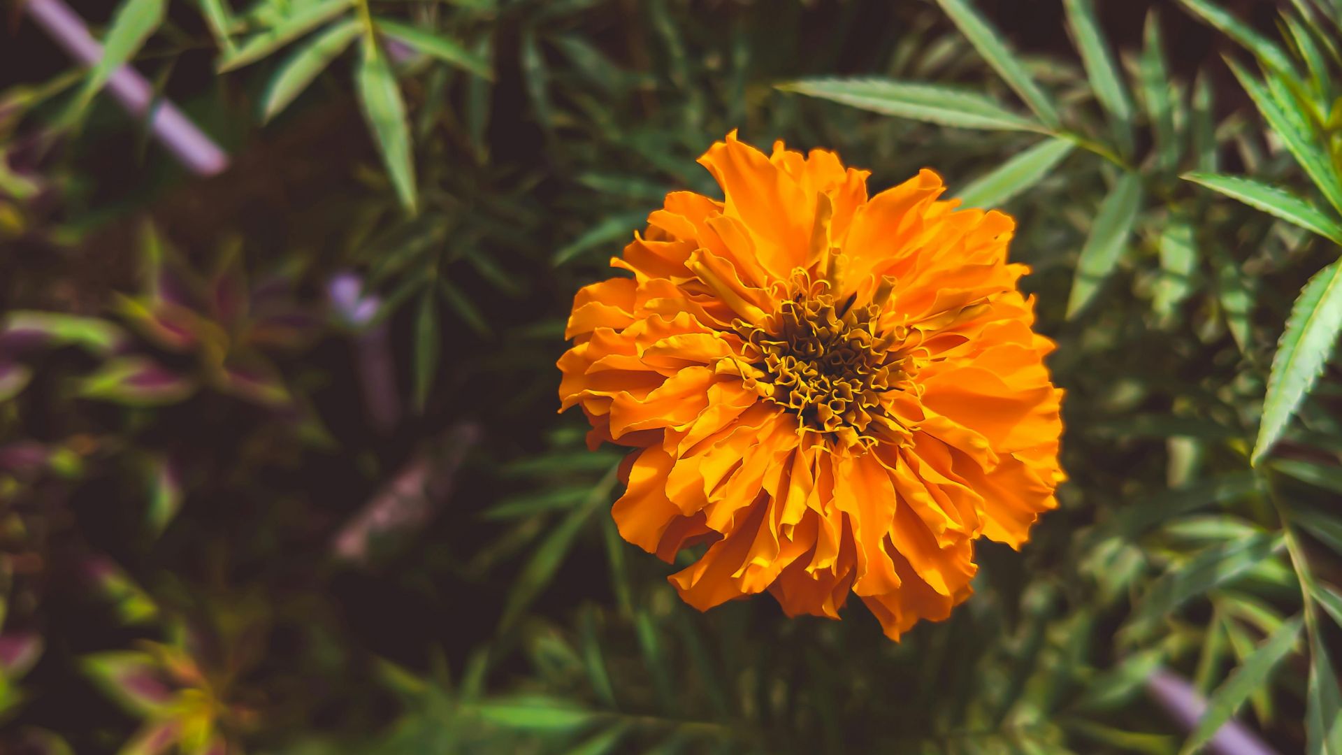 Gamosa Phool (Marigold for rituals)
