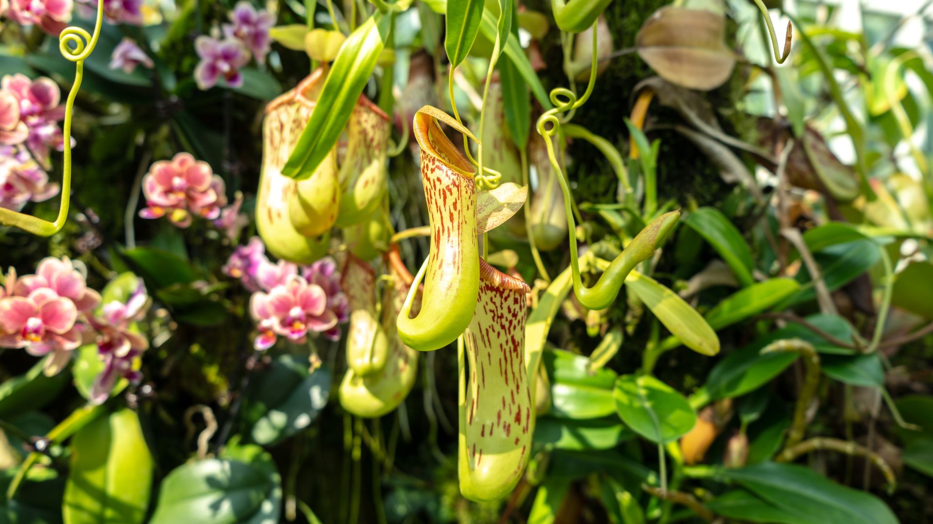 Nepenthes khasiana ( Meghalaya )