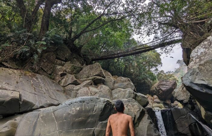 Living root bridge