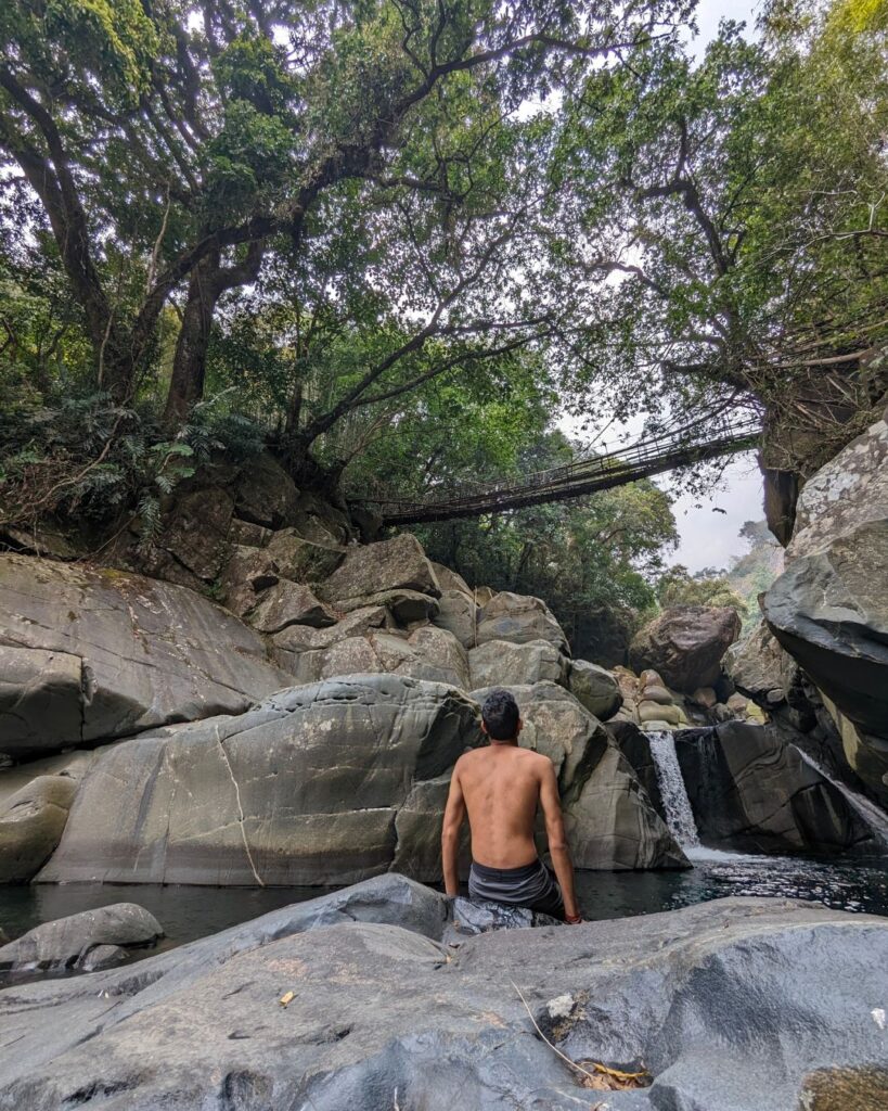 Living root bridge