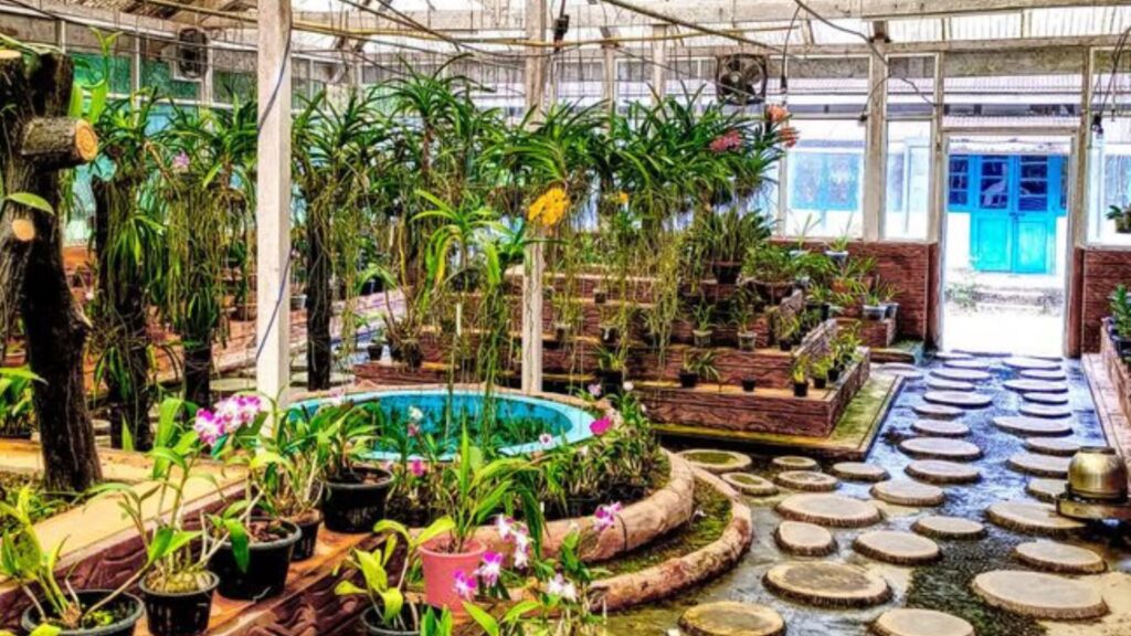 tippi orchid research centre