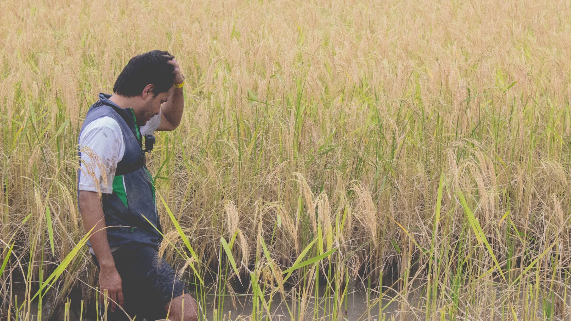 Traditional Apatani rice-fish agriculture and irrigated terraces in Ziro Valley
