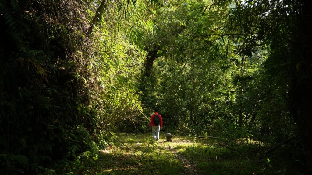 Person walking through dense green forest.