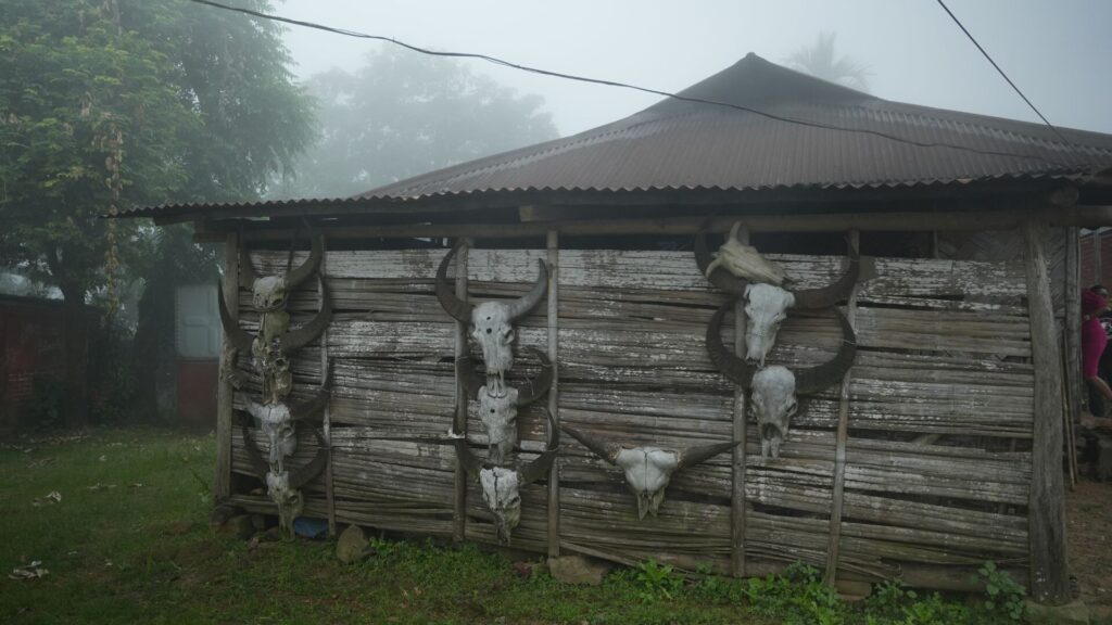 Buffalo skull trophies mounted on wooden wall of Konyak home