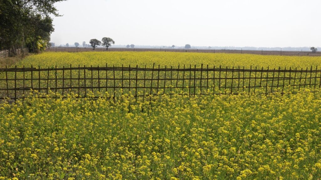 Fields of Mustard, Majuli