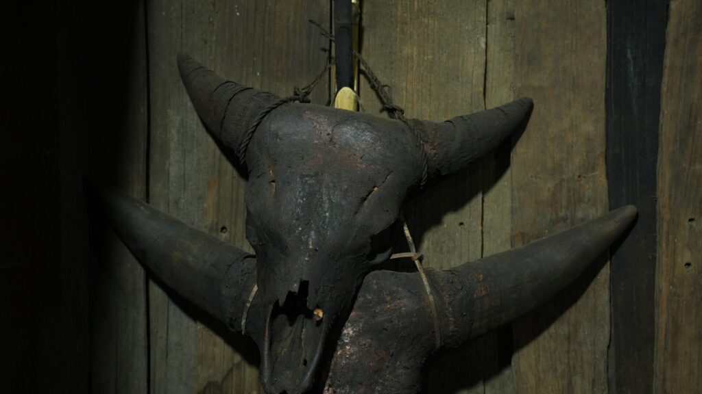 Buffalo skull mounted on wooden wall.