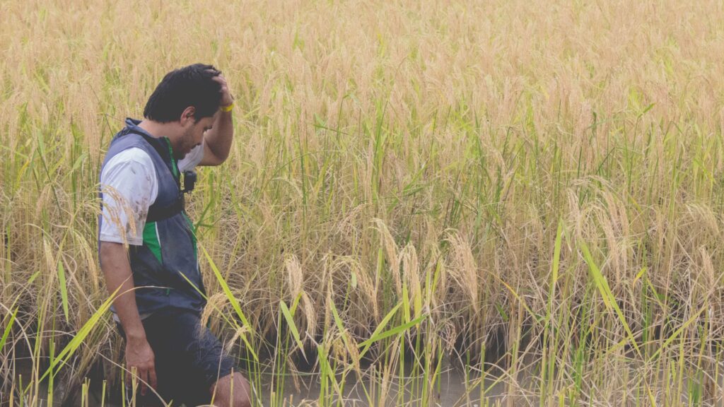 Person walking through flooded rice field