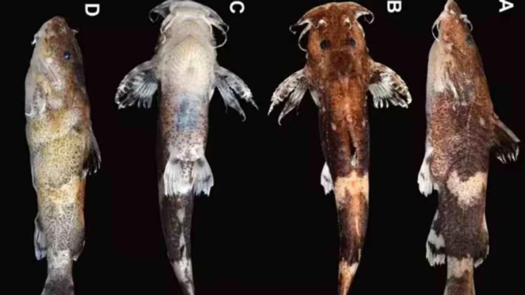 some of Meghalaya’s fascinating fish forms