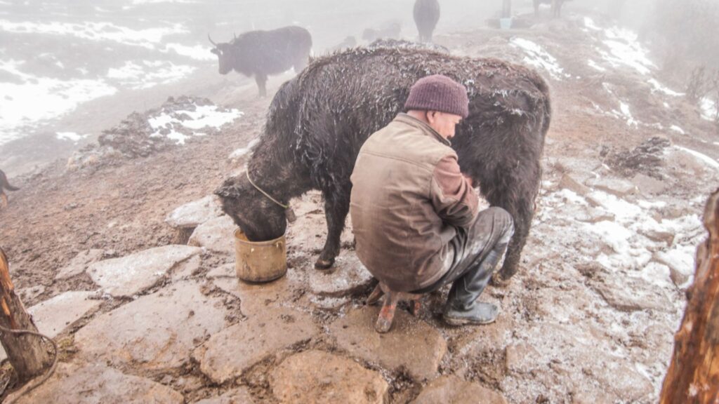 Brokpa herder milking a yak in cold, misty mountain terrain