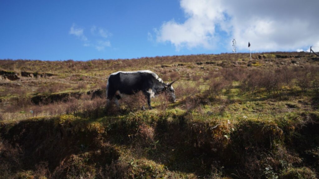 Yak grazing in a green alpine meadow surrounded by steep Himalayan slopes.