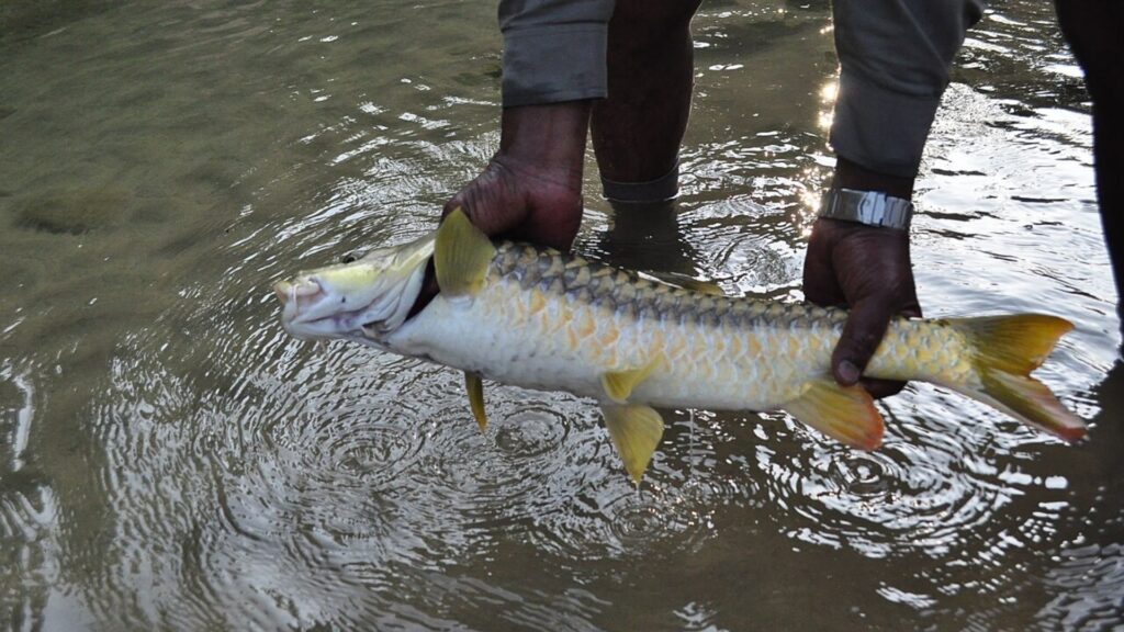 A Golden Mahseer in shallow river water