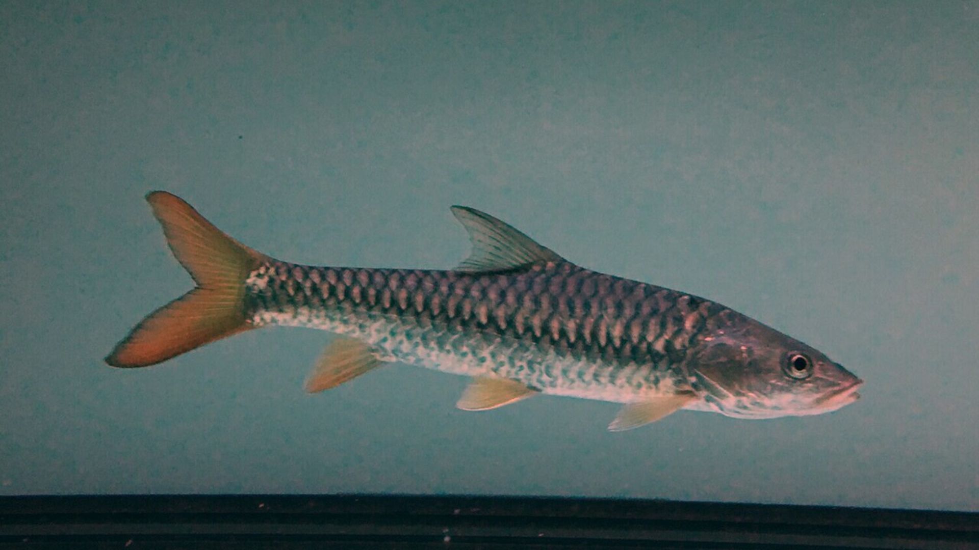 Golden mahseer and other important fish species of Meghalaya