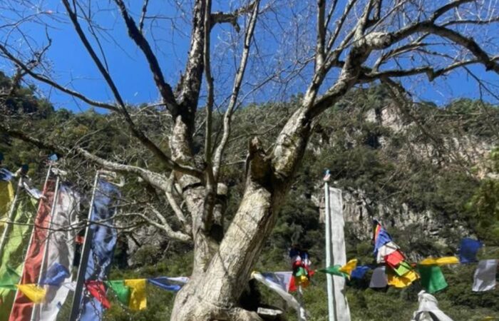 The Holy Tree of Khinzamane