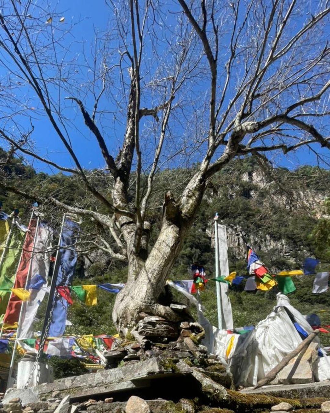 The Holy Tree of Khinzamane