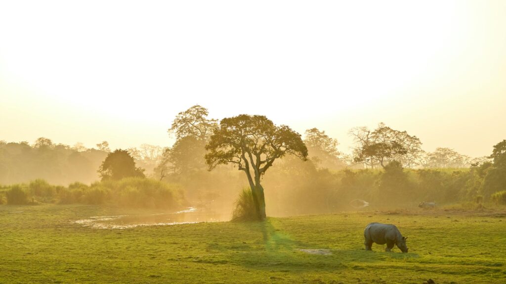 Rhino in Kaziranga