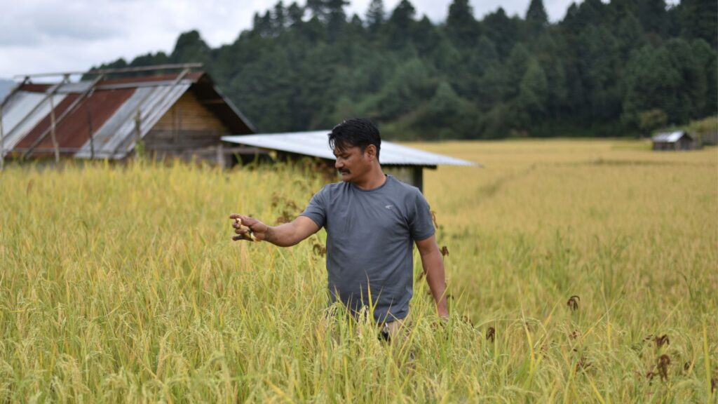 Farmer inspecting ripening paddy