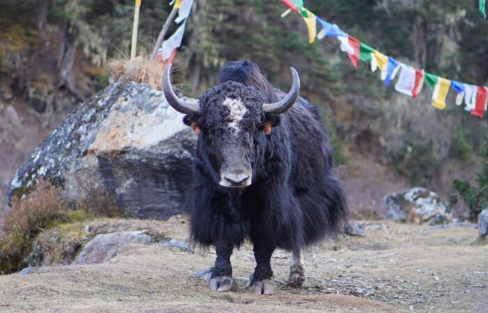 Yak in Zithang Valley