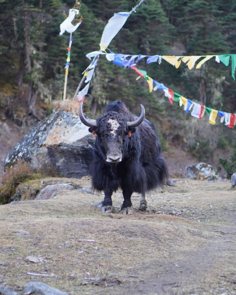 Yak in Zithang Valley