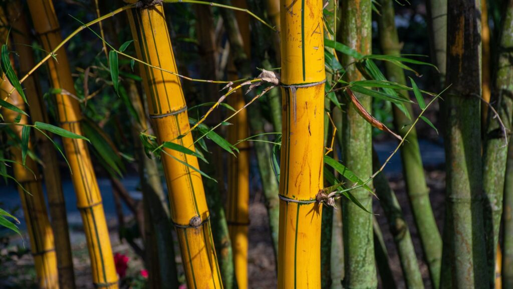 Close-up of yellow bamboo stems