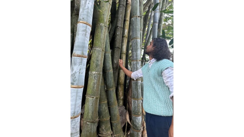 Man examining large bamboo stalks