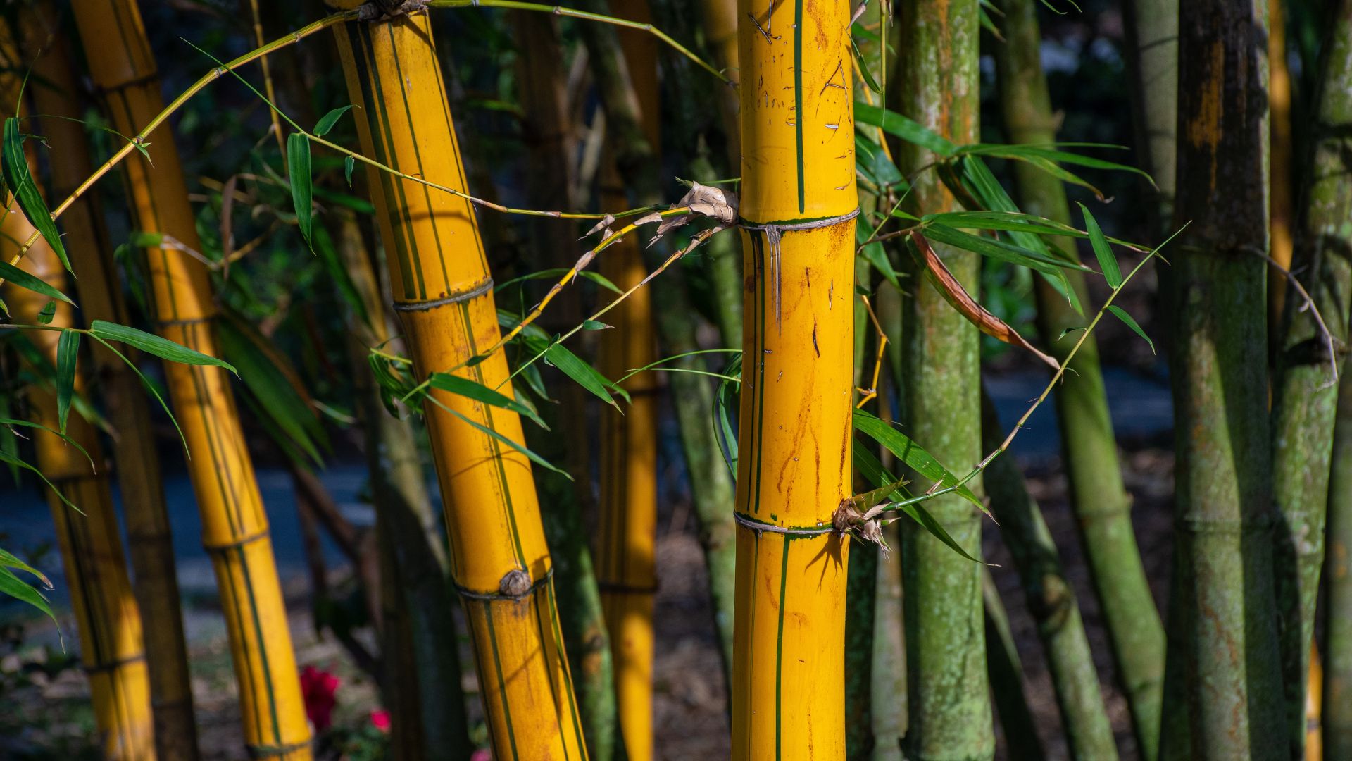 Bamboo in Northeast India