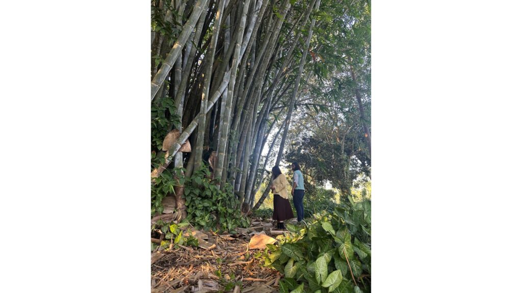 People beside towering bamboo grove